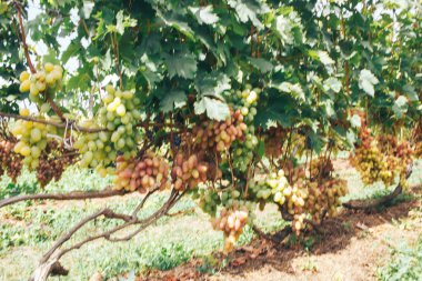 Üzüm bağı ve üzüm bağları 