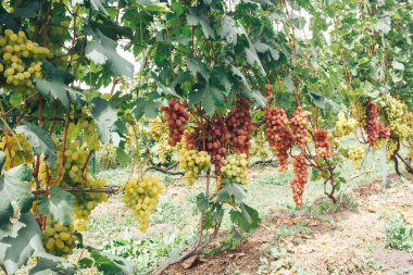 Üzüm bağı ve üzüm bağları 