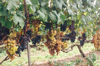 Üzüm bağı ve üzüm bağları 