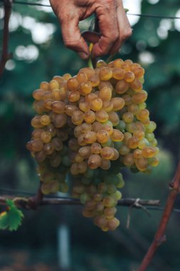 Üzüm bağı ve üzüm bağları 