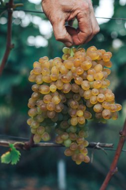 Üzüm bağı ve üzüm bağları 