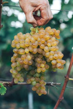 Üzüm bağı ve üzüm bağları 