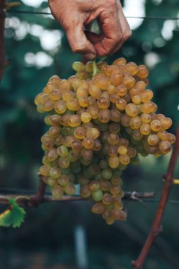 Üzüm bağı ve üzüm bağları 
