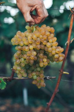 Üzüm bağı ve üzüm bağları 