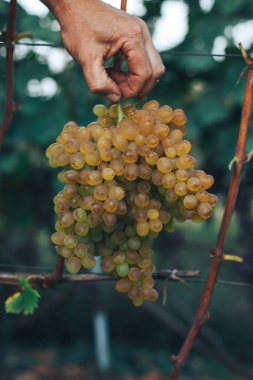 Üzüm bağı ve üzüm bağları 