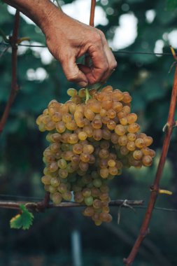 Üzüm bağı ve üzüm bağları 
