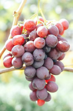 Üzüm bağı ve üzüm bağları 