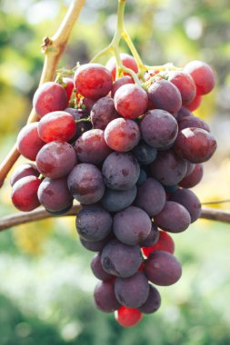 Üzüm bağı ve üzüm bağları 