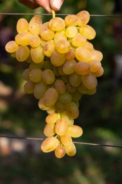 Üzüm bağı ve üzüm bağları 