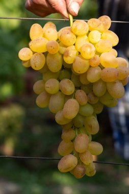 Üzüm bağı ve üzüm bağları 