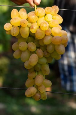 Üzüm bağı ve üzüm bağları 