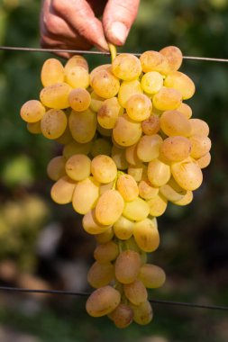 Üzüm bağı ve üzüm bağları 