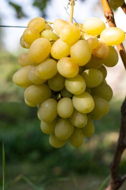 Üzüm bağı ve üzüm bağları 