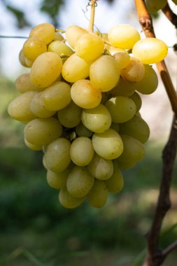Üzüm bağı ve üzüm bağları 