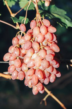 Üzüm bağı ve üzüm bağları 