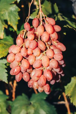 Üzüm bağı ve üzüm bağları 