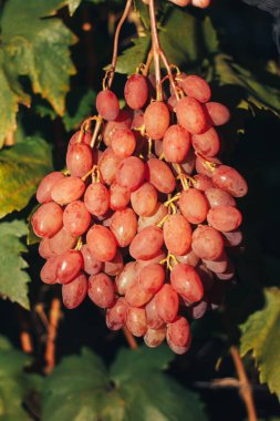 Üzüm bağı ve üzüm bağları 
