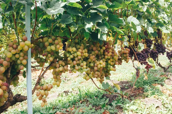 Vigneti Grappoli Uva — Foto Stock