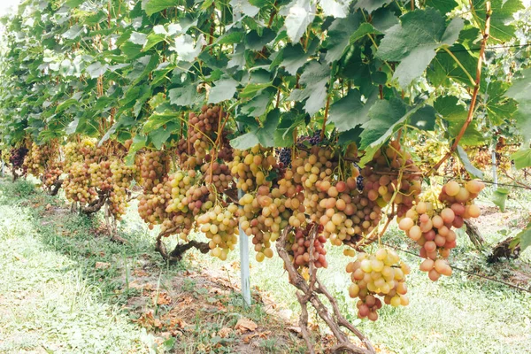 Vigneti Grappoli Uva — Foto Stock