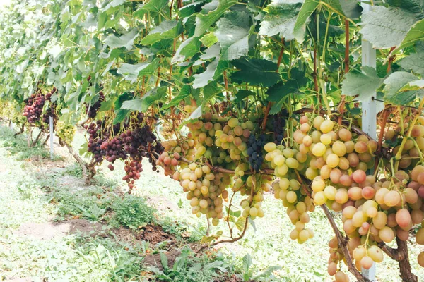 Vigneti Grappoli Uva — Foto Stock