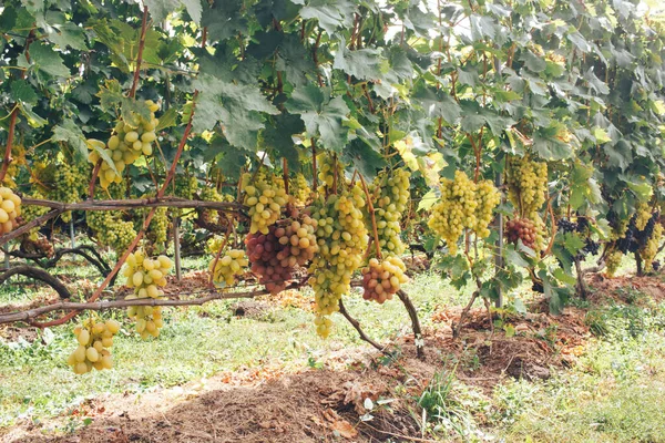 Vinhas Cachos Uvas — Fotografia de Stock