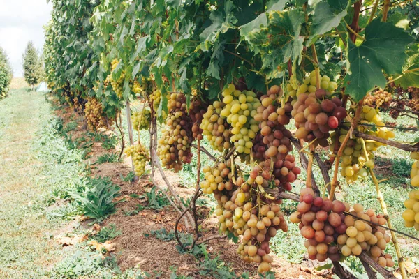 Vinhas Cachos Uvas — Fotografia de Stock