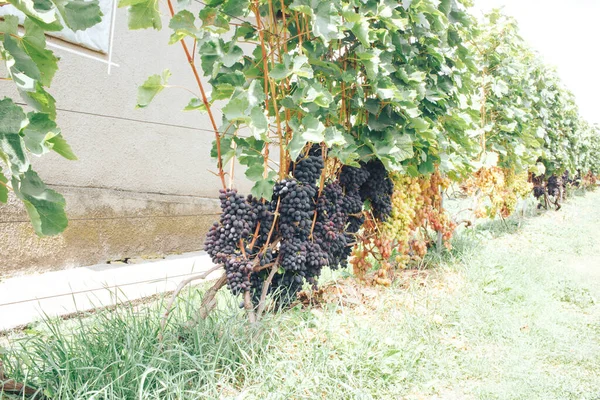 Vinhas Cachos Uvas — Fotografia de Stock