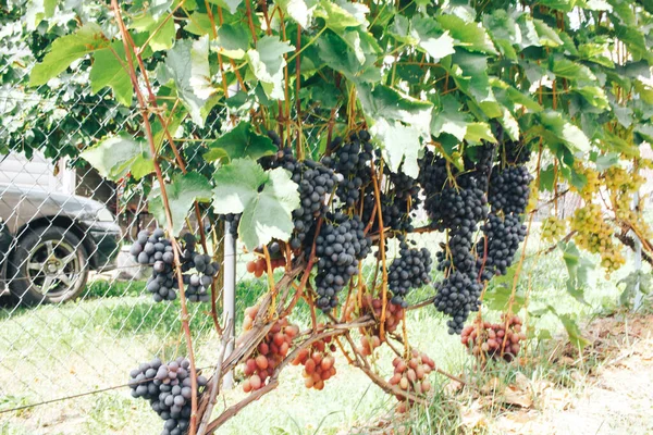 Vinhas Cachos Uvas — Fotografia de Stock