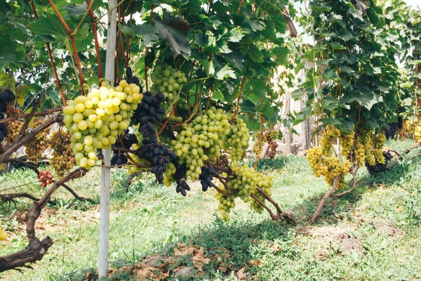 Vinhas Cachos Uvas — Fotografia de Stock