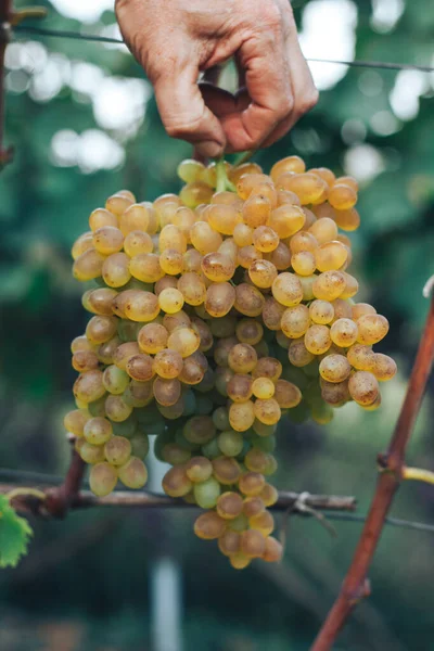 Üzüm bağı ve üzüm bağları 