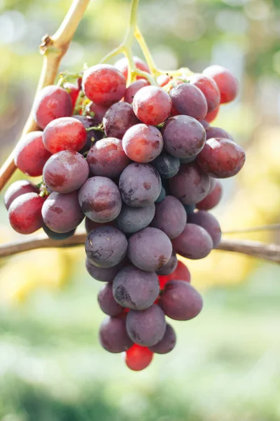 Wijngaarden Trossen Druiven — Stockfoto