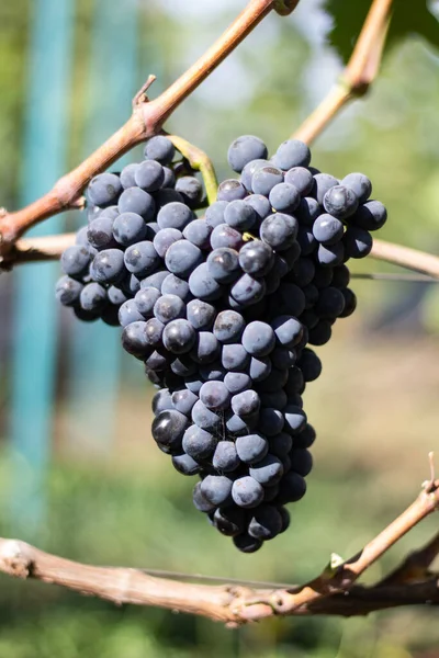 Racimos Viñedos Uvas — Foto de Stock