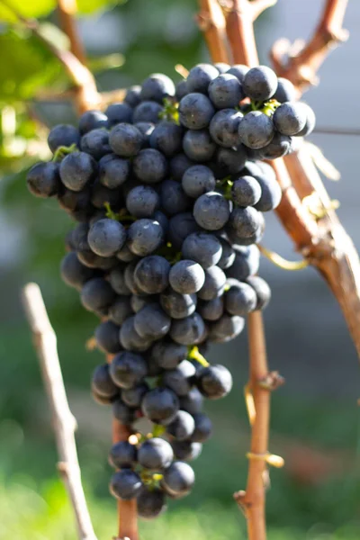 Racimos Viñedos Uvas — Foto de Stock