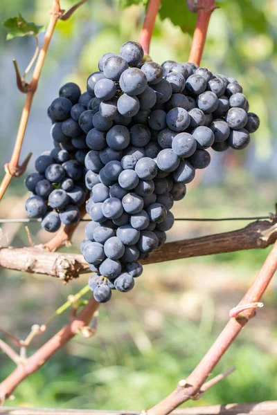 Vinhas Cachos Uvas — Fotografia de Stock