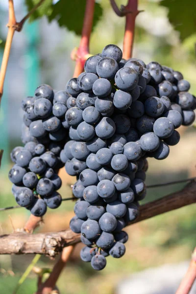 Racimos Viñedos Uvas — Foto de Stock