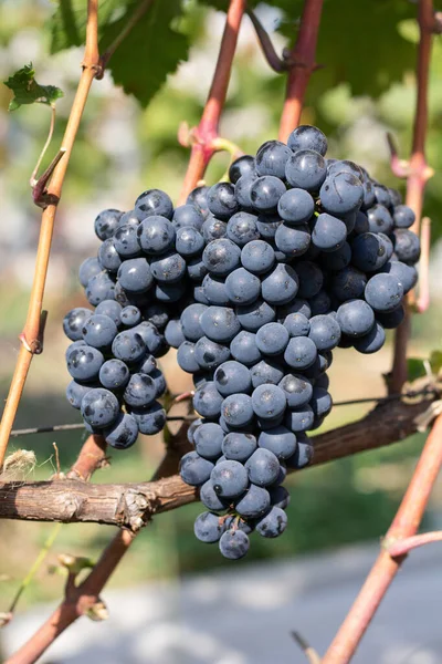 Vineyard Grape Bunches — Stock Photo, Image