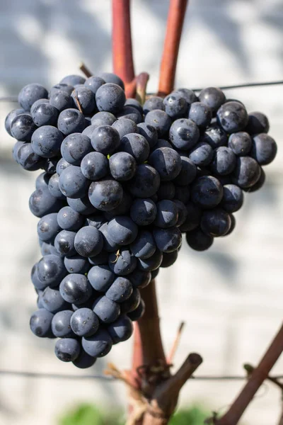 Vineyard Grape Bunches — Stock Photo, Image