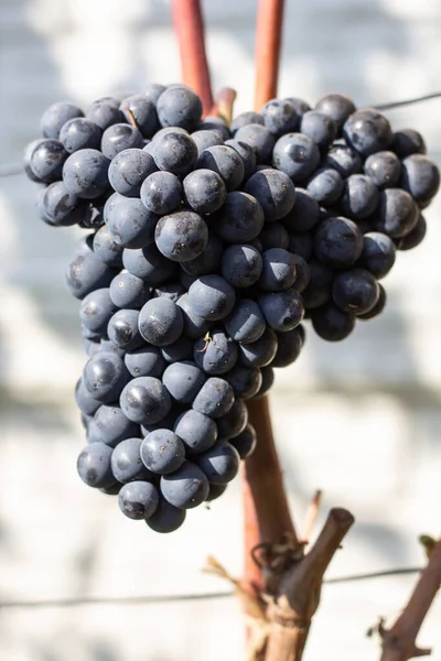 Vignoble Grappes Raisin — Photo