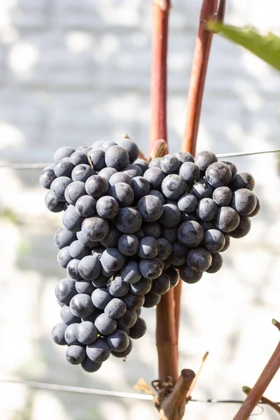 Racimos Viñedos Uvas — Foto de Stock