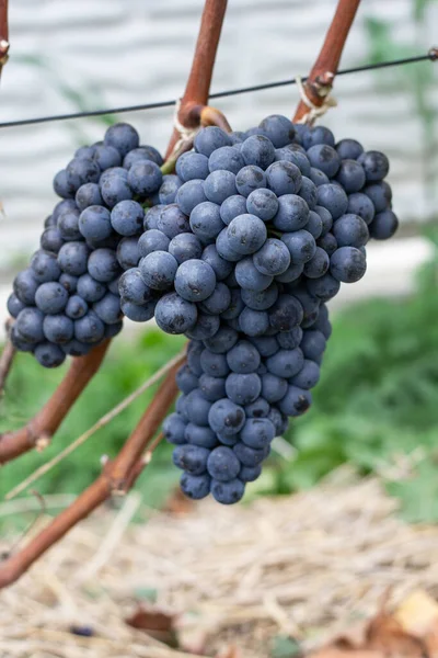 Racimos Viñedos Uvas — Foto de Stock