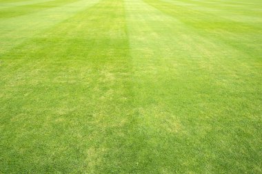 Yeşil Çimen Alanı