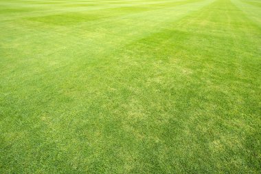 Yeşil Çimen Alanı