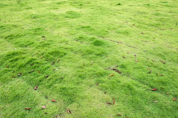 Herfst grasveld — Stockfoto