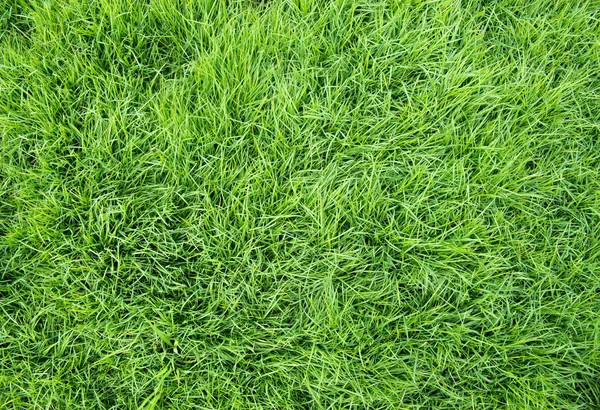 Pole zelené trávy — Stock fotografie