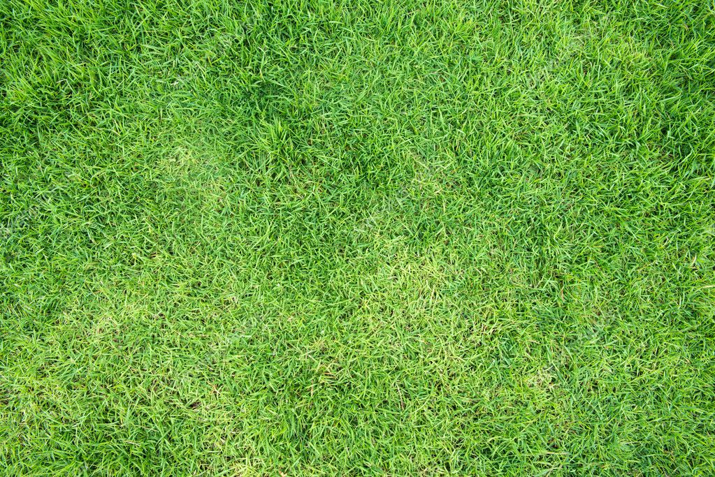 Green Grass Field Texture Stock Photo Image By C Antpkr