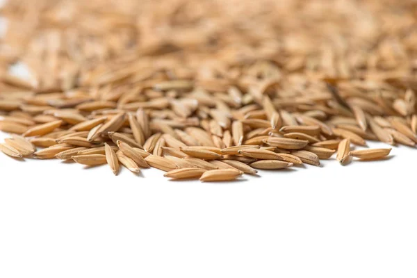 Paddy seed on white background — Stock Photo, Image