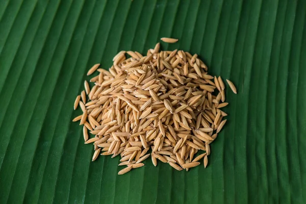 Paddy seed on banana leaf — Stock Photo, Image