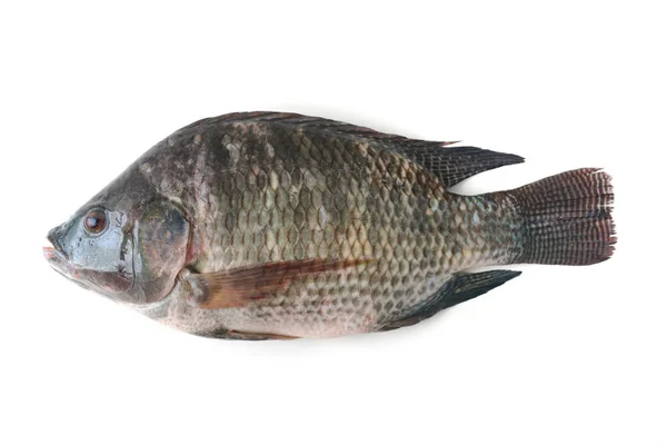 Tilapia pescado aislado en blanco —  Fotos de Stock