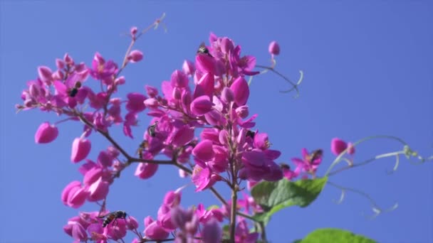 Abelha e flor rosa — Vídeo de Stock