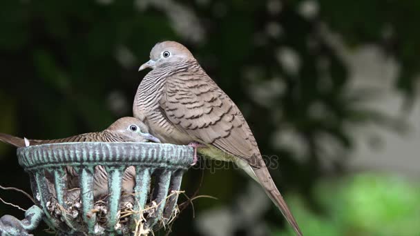 Colombe mère et bébé — Video